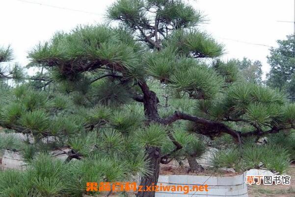 迎客松盆景的养殖方法以及注意事项