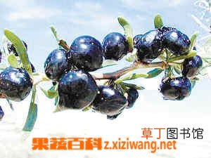 黑枸杞图片和正确吃法