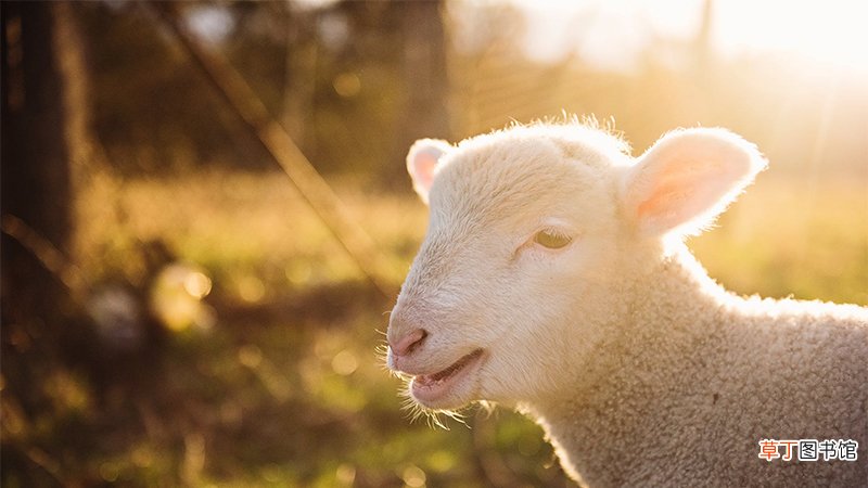 1979年属羊人寿命多长