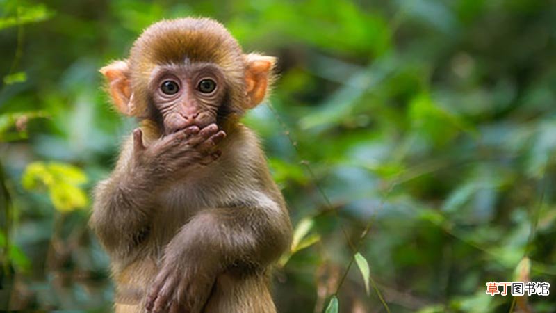 1980年属猴人离婚机率