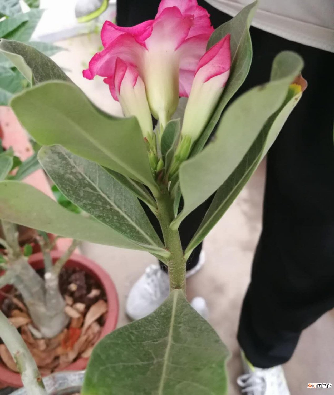 如何让飘香藤长得快