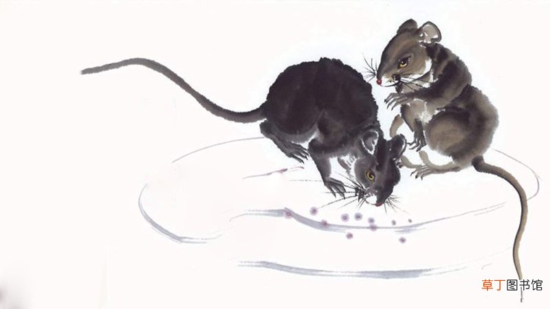 生肖猪和鼠配吗