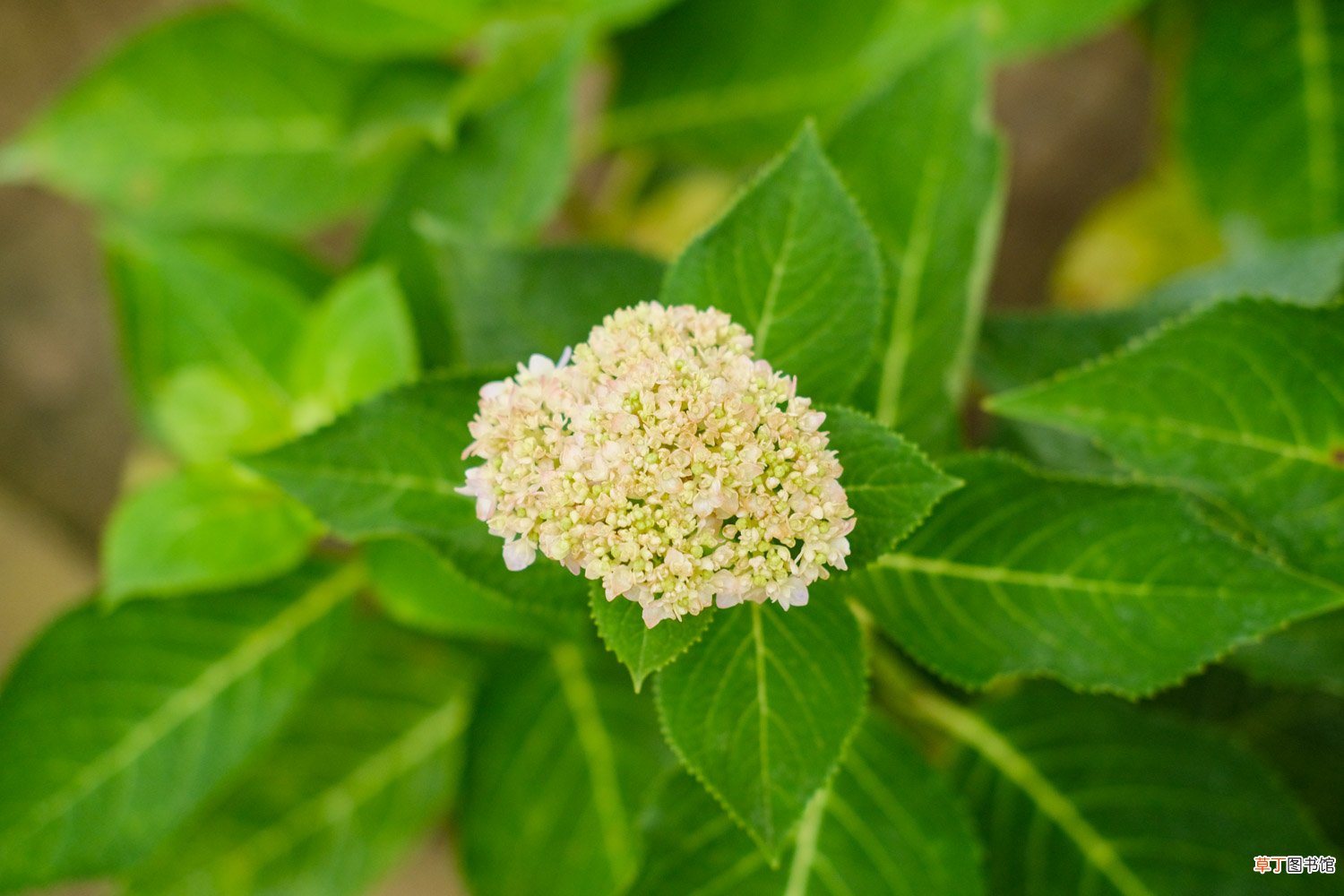 绣球花怎样水培生根