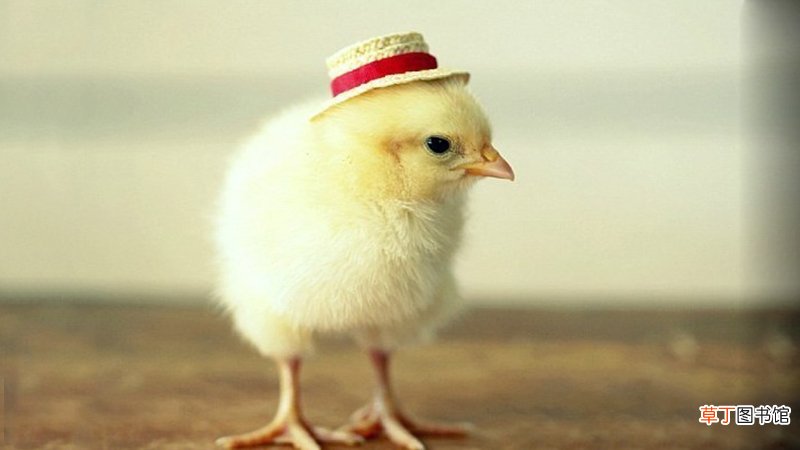 属鸡2019年的运气