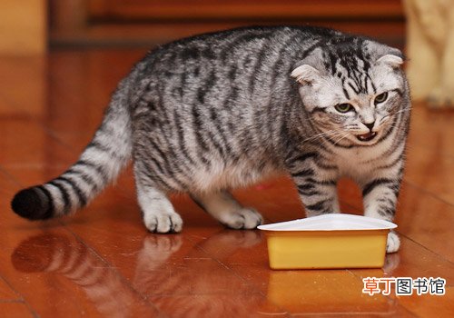 梦见猫抓老鼠什么寓意