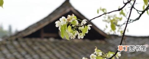 寒食这首诗的意思 古诗寒食的含义