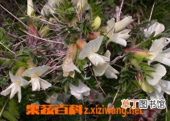 鬼箭锦鸡儿的功效与作用
