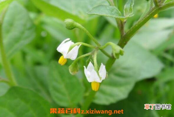 龙葵花的功效与作用 龙葵花像什么