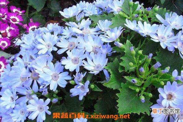 瓜叶菊怎么养 瓜叶菊的养殖方法和注意事项