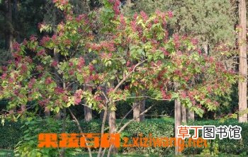 海州常山的功效与作用