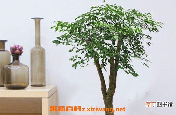 绿宝树和幸福树的区别