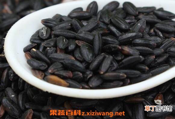 紫米和黑米的区别 紫米和黑米哪个好