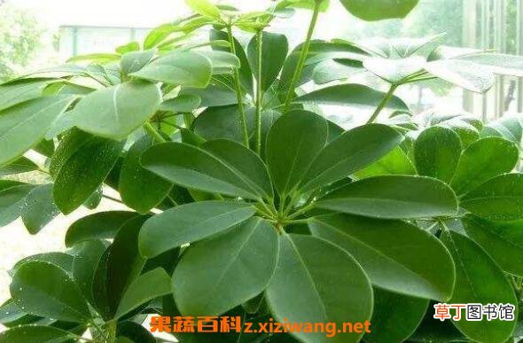 七叶莲怎么种 七叶莲的养殖方法技巧