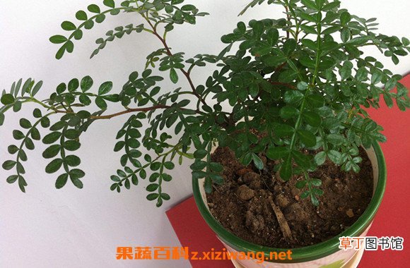 养胡椒木有什么好处 胡椒木放室内有毒
