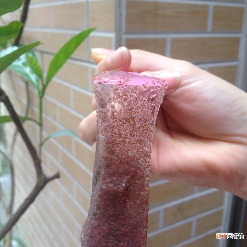 海藻面膜的功效与作用可以天天用吗