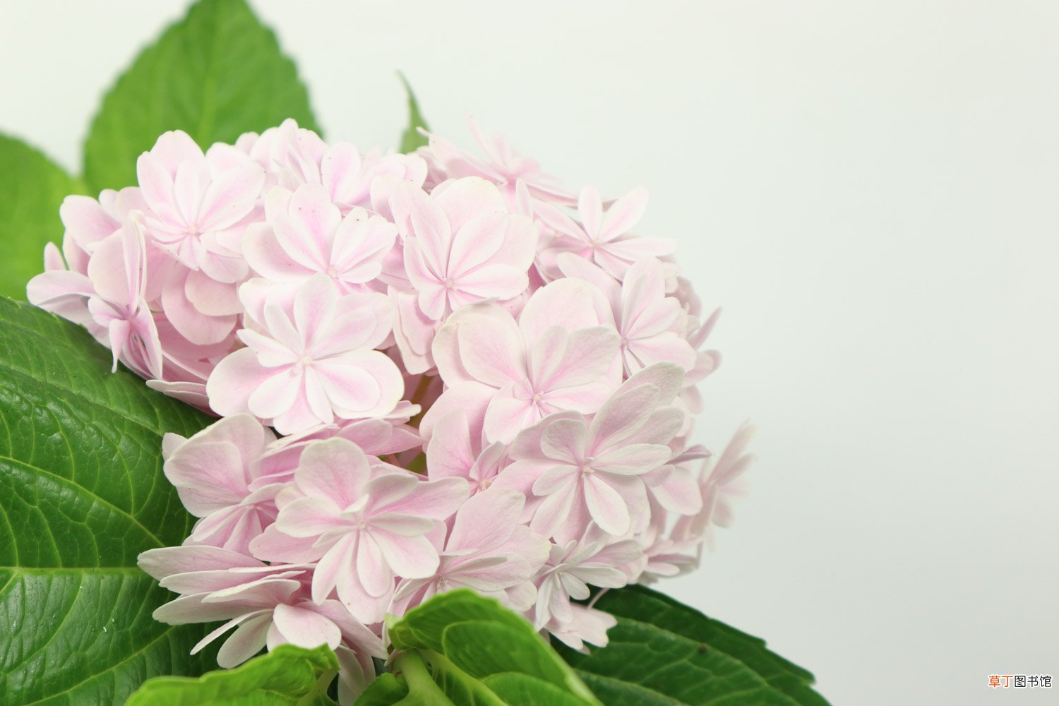 绣球花怎么养