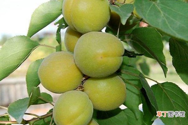 秋天给树“嫁个接”，长出的杏有桃味儿！但也要注意...