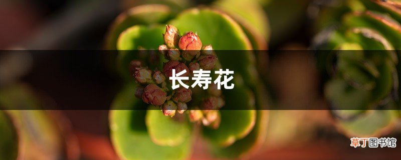 秋天来了，赶紧给“长寿花”盆里加点“它”，花苞开的拦不住！