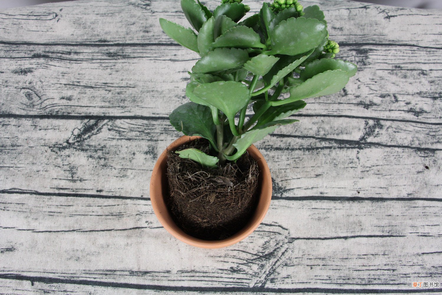 秋天来了，赶紧给“长寿花”盆里加点“它”，花苞开的拦不住！