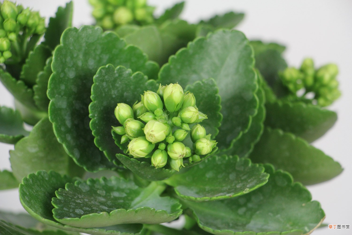 秋天来了，赶紧给“长寿花”盆里加点“它”，花苞开的拦不住！