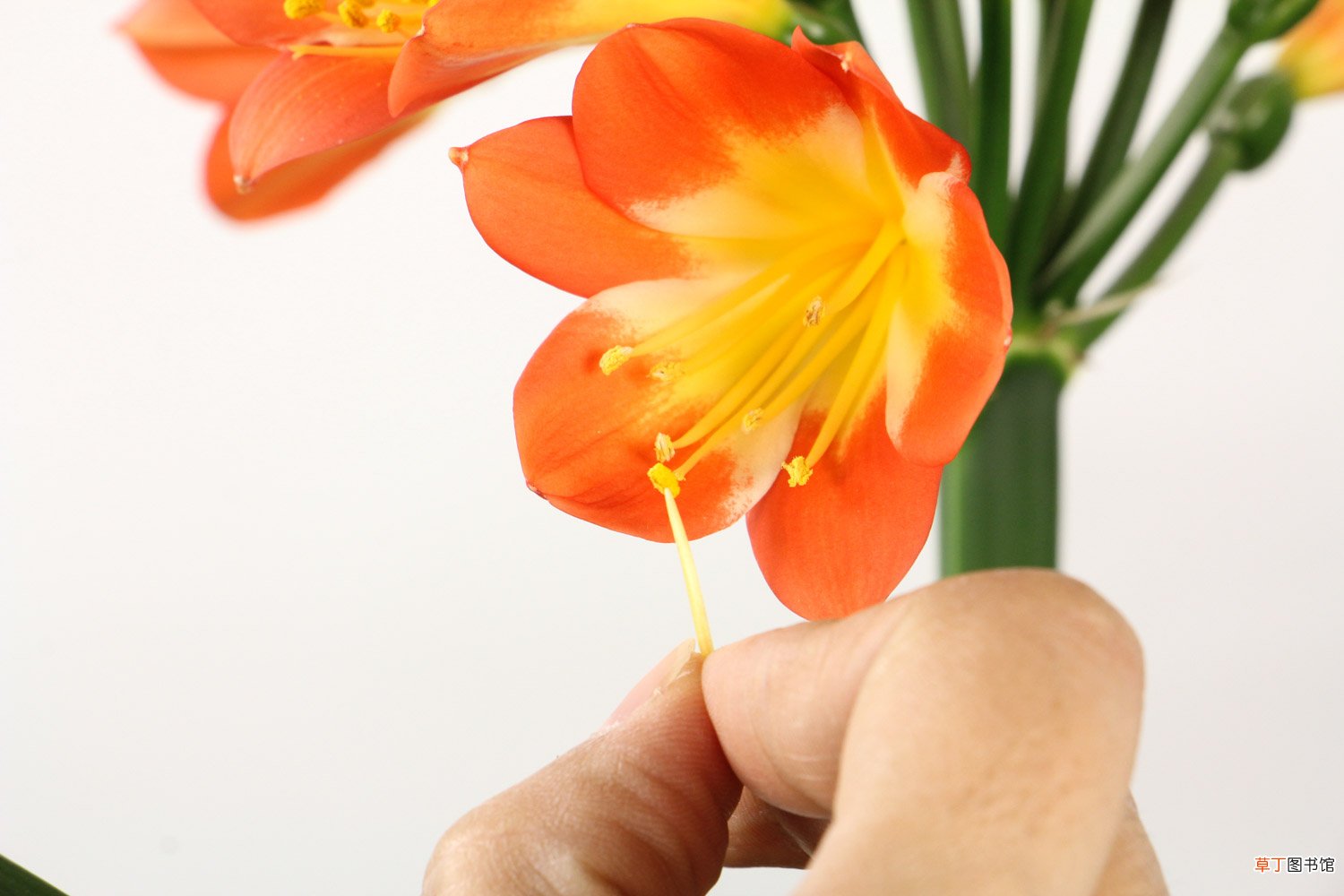 君子兰秋天这样养，叶子油光发亮，花苞呼呼窜！