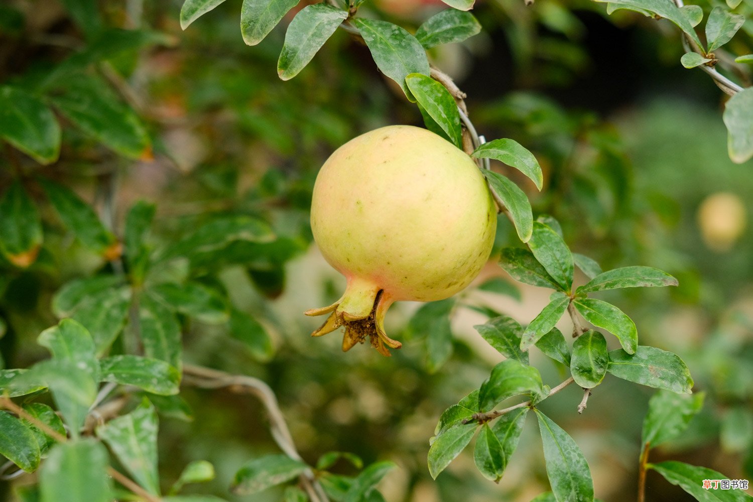 “石榴”树枝剪1刀，15天就生根，长大后结的果子吃不完