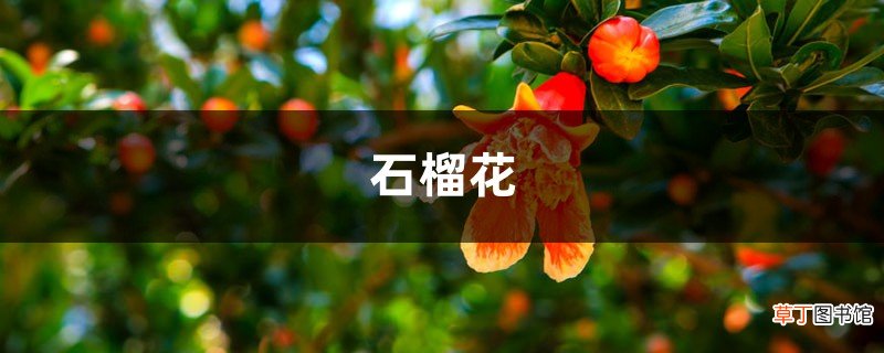 “石榴”树枝剪1刀，15天就生根，长大后结的果子吃不完