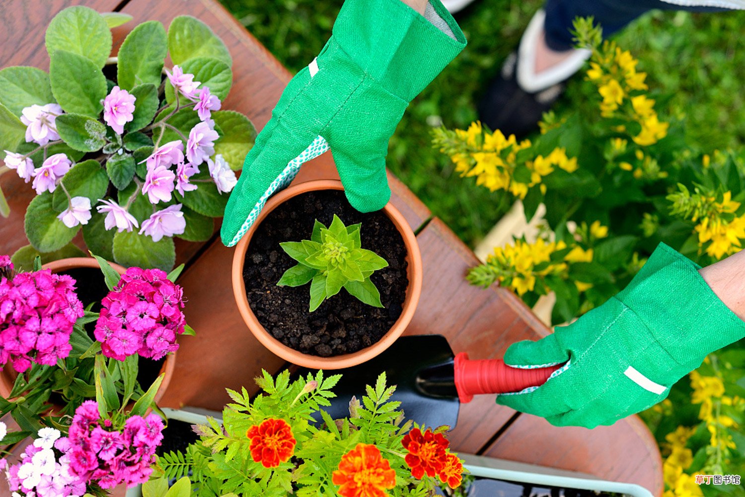 秋天到了，再不给你家植株“换盆”，可连冬天都熬不到啦！