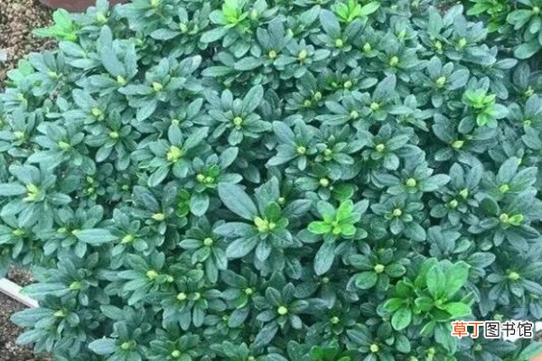 秋天把它丢盆里，叶子油绿花开爆，10年不烂根！