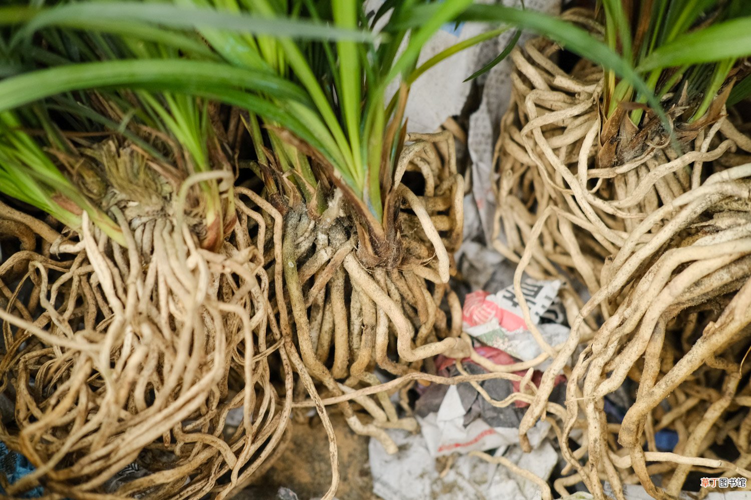 兰花喂粒小药丸，2周爆成一大捆，花开了满屋香喷喷！