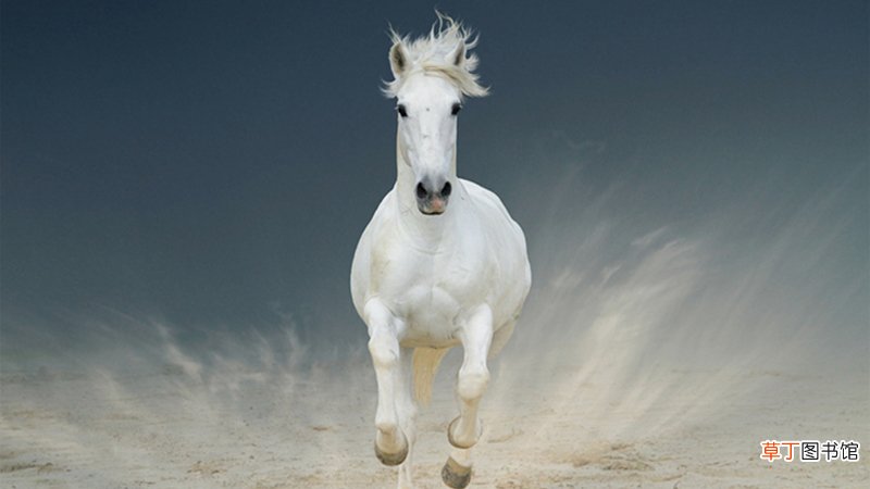 66属马人2019年的运势