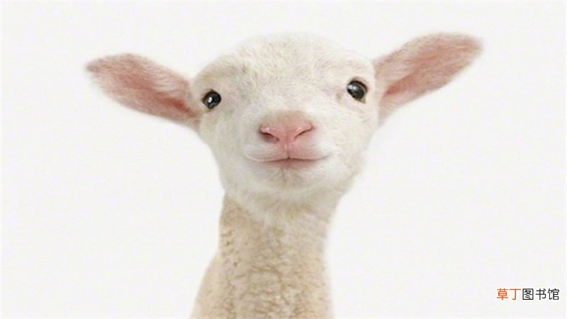 属羊2019年运势如何
