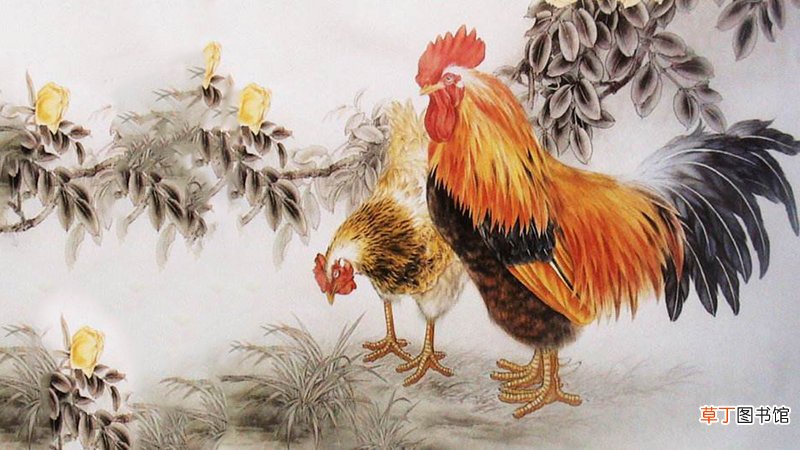 属鸡的今年运程