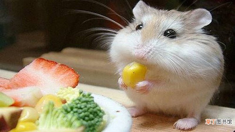属鼠今年运势