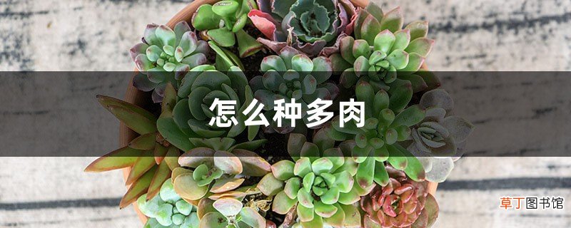 怎么种多肉