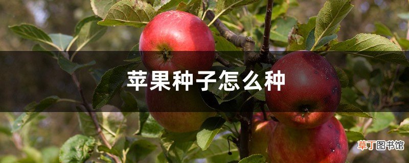 苹果种子怎么种