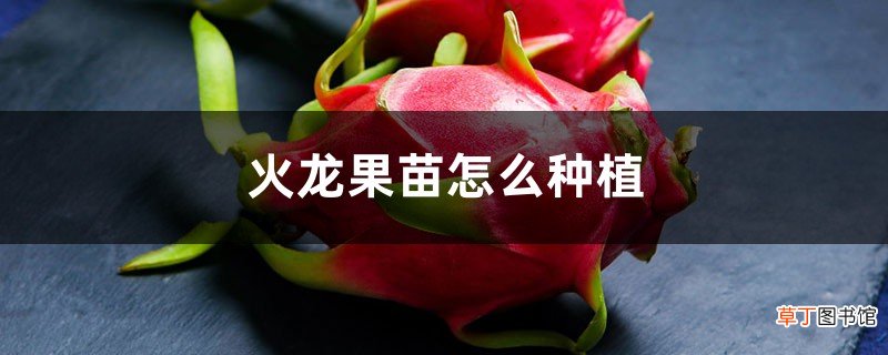 火龙果苗怎么种植
