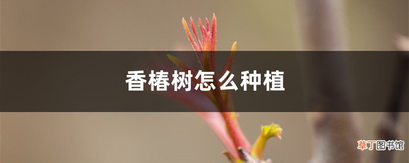 香椿树怎么种植