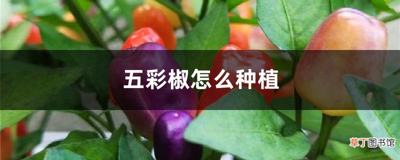 五彩椒怎么种植