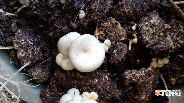 蘑菇怎么种植