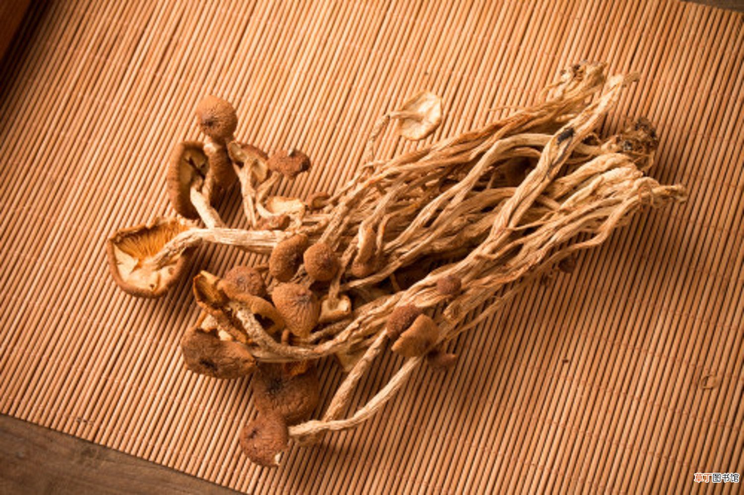 蘑菇怎么种植
