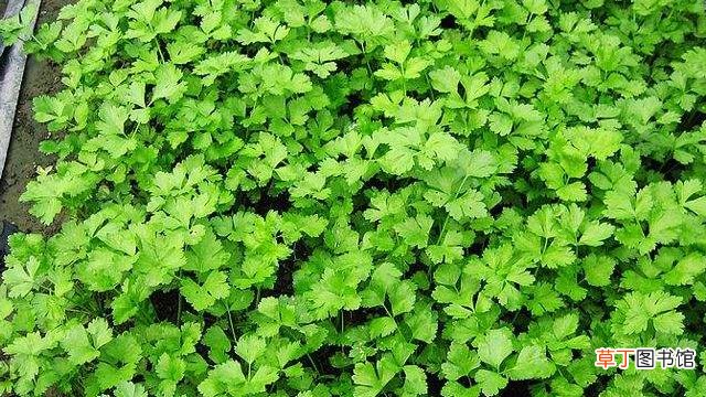 芹菜种子怎么种