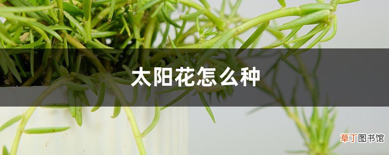 太阳花怎么种