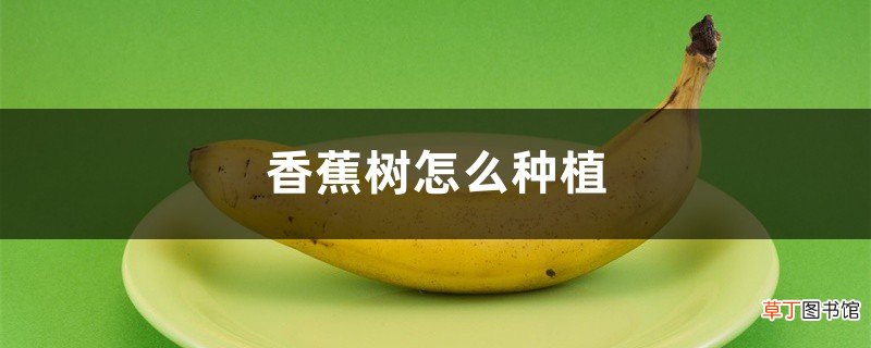 香蕉树怎么种植