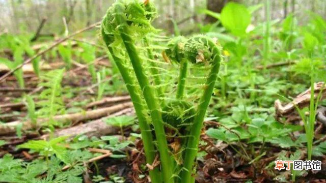 刺老芽怎么种植