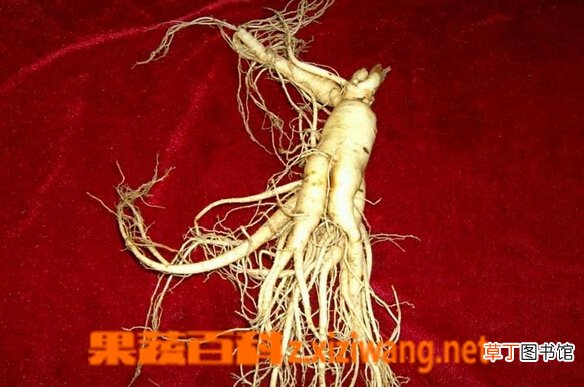 鲜人参怎么吃效果最好