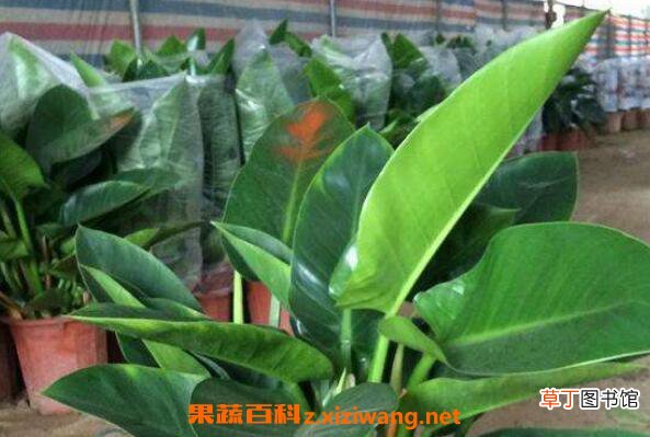 常见观叶植物有哪些 适合在家养殖的观叶植物介绍