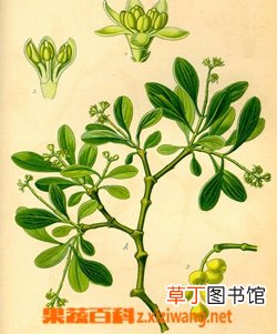 桑寄生的作用和功效