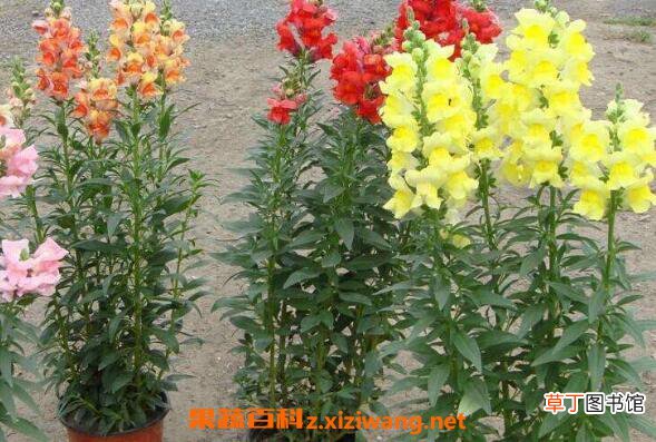 金鱼草怎么养 金鱼草的种植方法