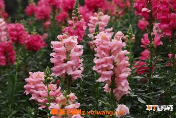 金鱼草怎么养 金鱼草的种植方法